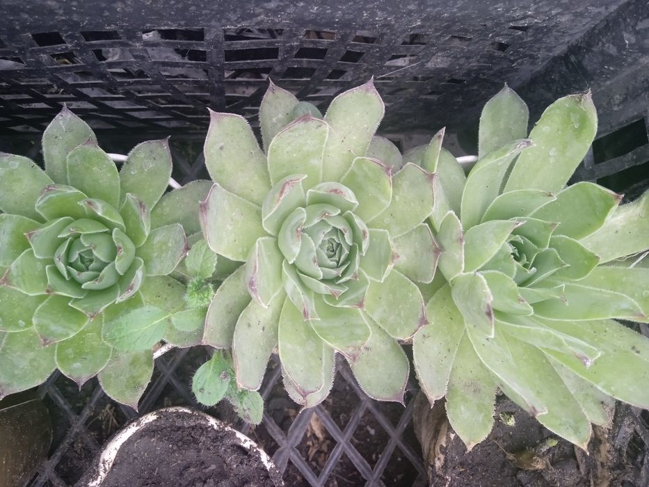 Продам  молодило