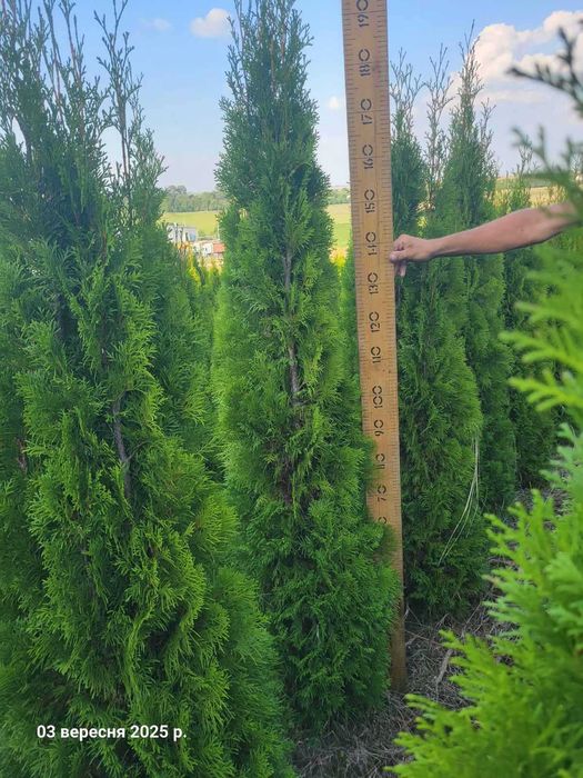 Туї Смарагд НАЙКРАЩА ЦІНА!!!