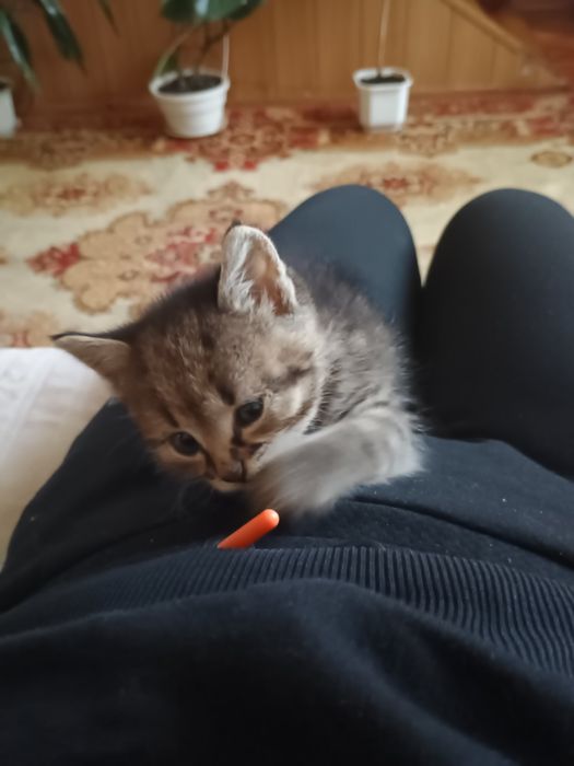 Отдам котенка в добрые руки