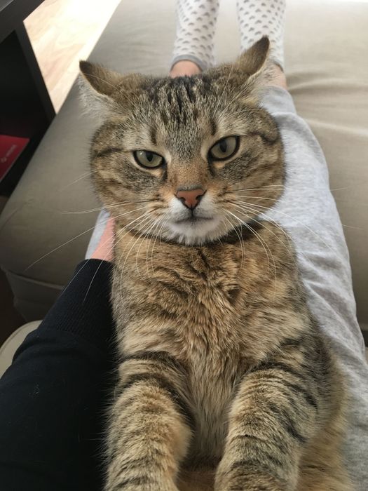 Zaginęła kotka Żukowo/Małkowo