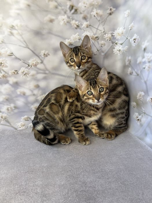 Бенгальские котята