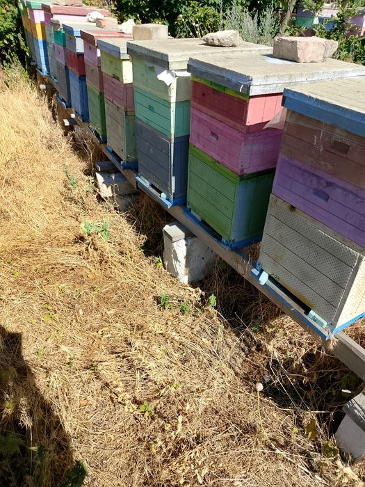 Продам бджолопакети