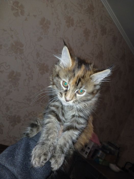 Кішечка  Мейн-кун