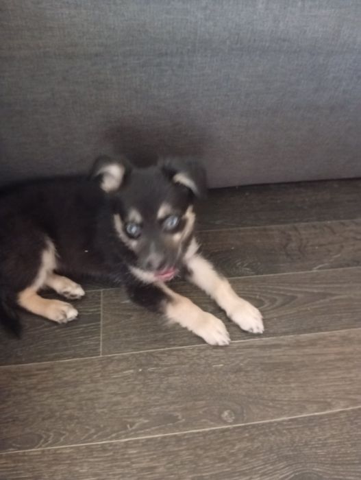 Собачка маленькой породы