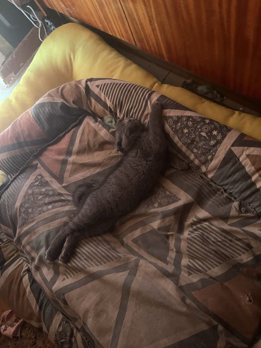 Котенок британец вислоухий