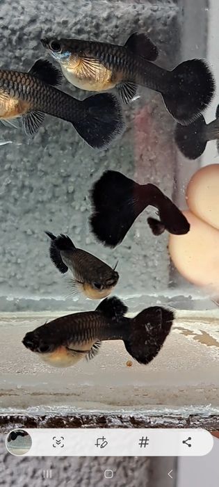 Gupiki full black czysta linia dorosłe samiec i 5 samic