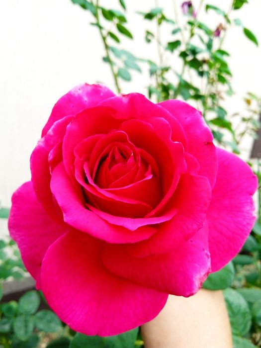 Саджанці троянд .