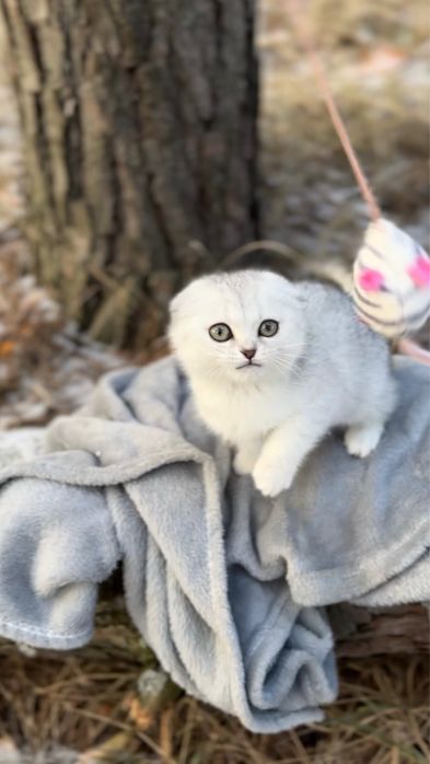 Шотландка чистокровна породиста срібна шиншила дівч фоллд