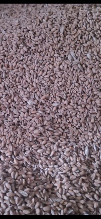 Pszenica ozima po centrali