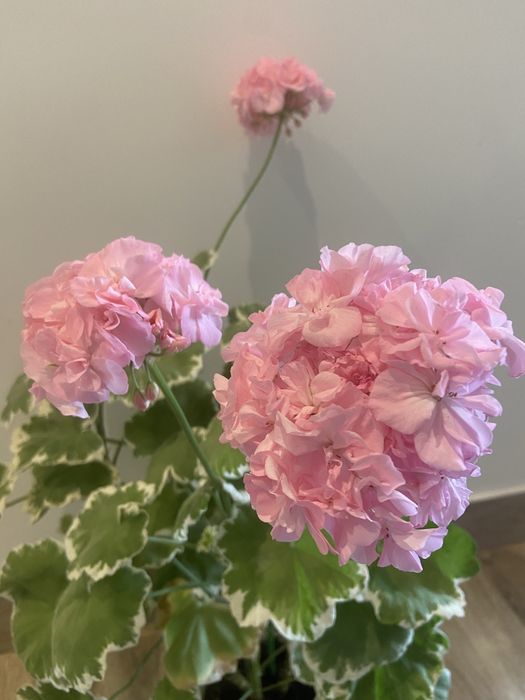 Пеларгонія пістряволиста