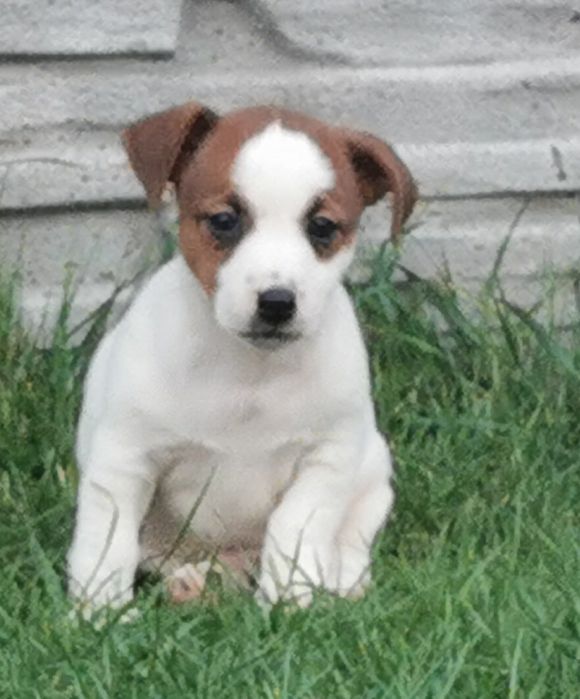 Jack russell Terrier piesek