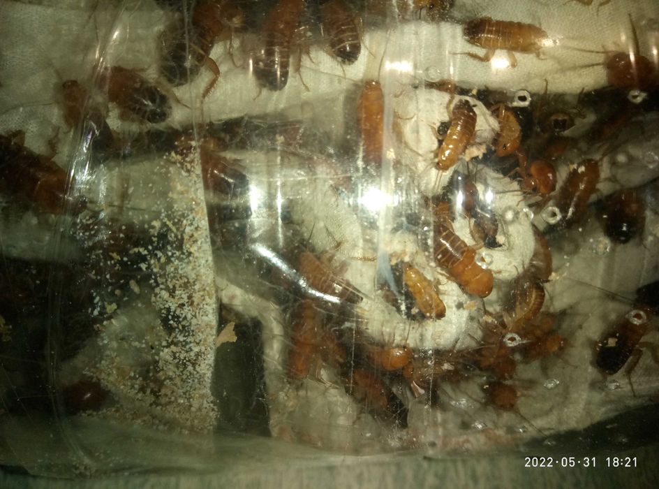 Зоофобас,мучной борошняний червь