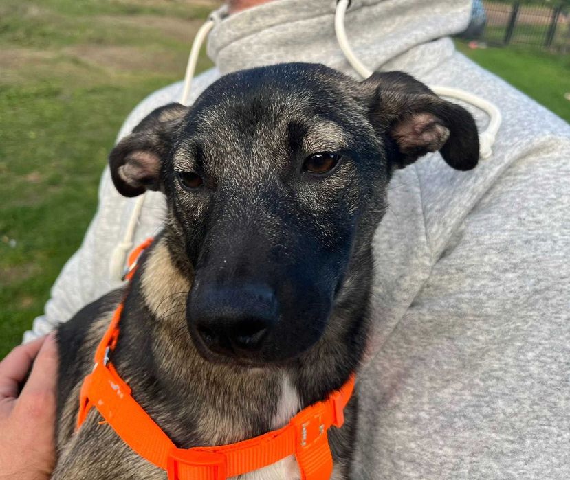 Urocza suczka Capri do adopcji