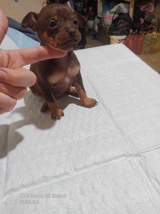 Продам цуценят той терьер 1 місяць