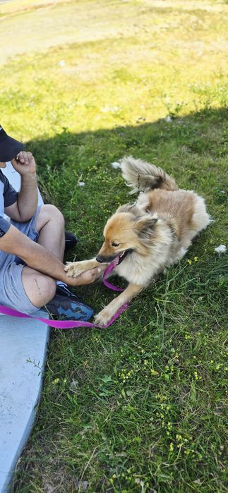 Przepiękny Bouli 4 letni samiec