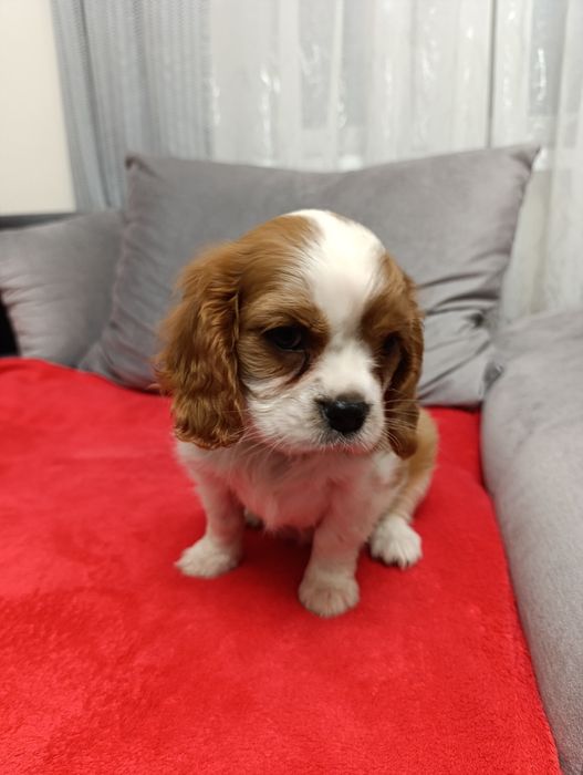 Sunia - Cavalier Charles Spaniel