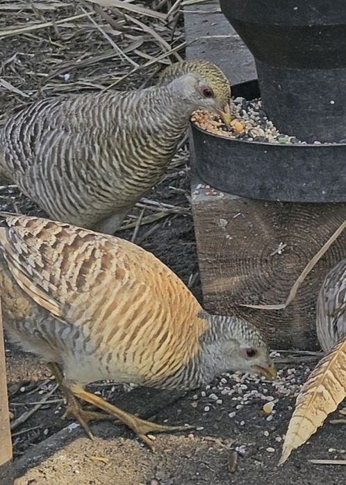 Jaja lęgowe bażant bananowy