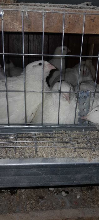 Пепепілка несушка