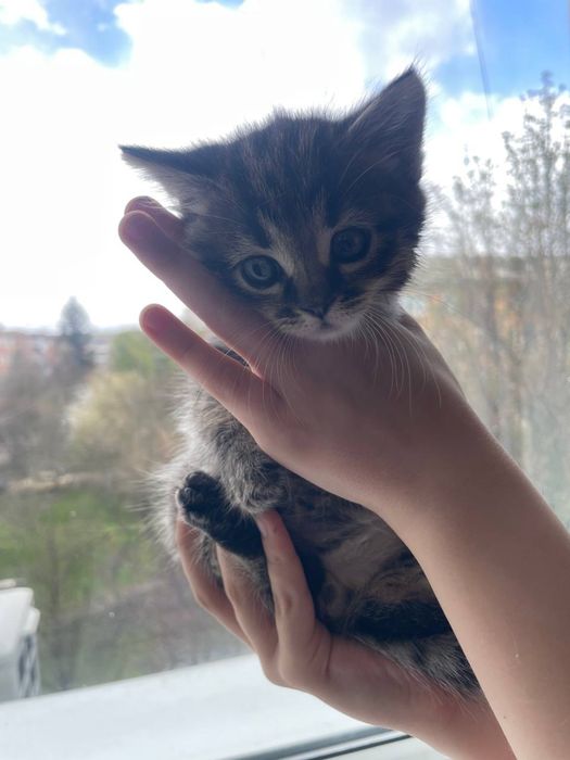 Маленькі котики шукають дім