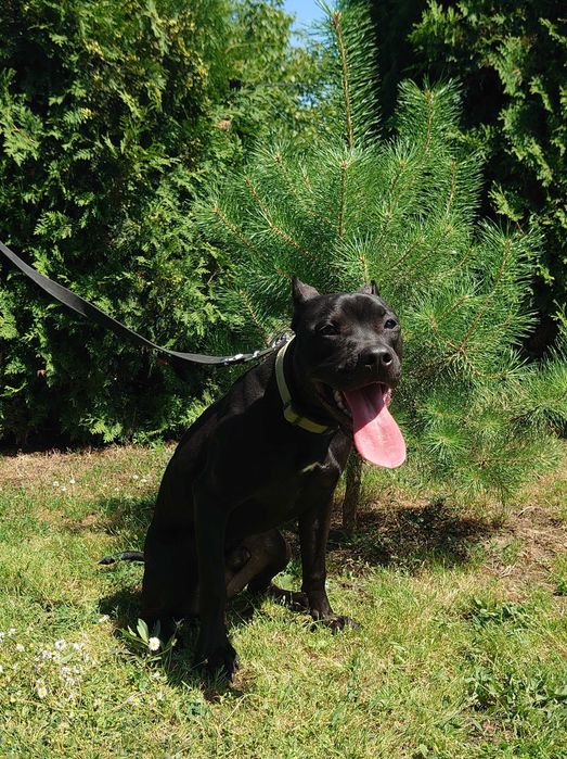 американський пітбуль. Доставка. Pitbull. АПБТ. Суми