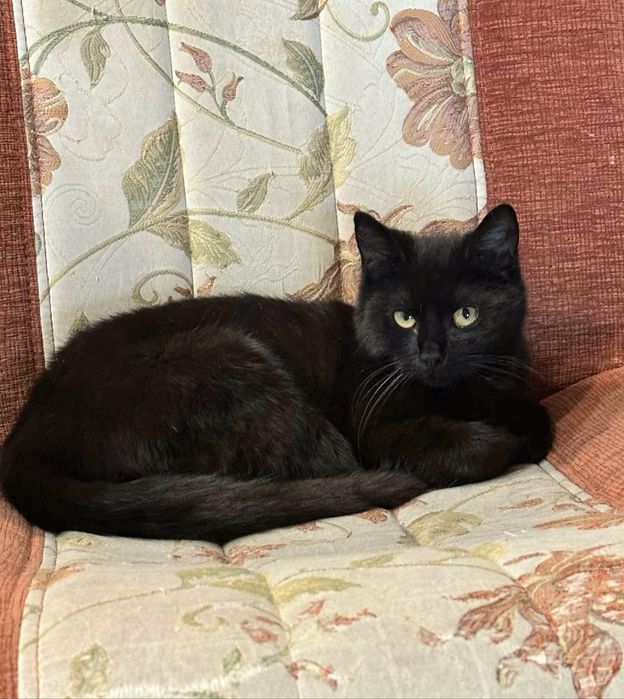 Багира, в хорошие ручки!