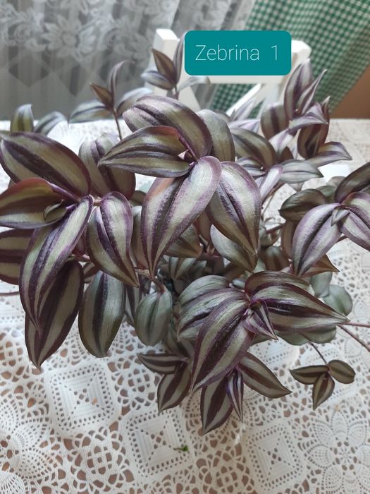 Trzykrotka  gałązki