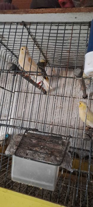 Vendo canarios e canaria