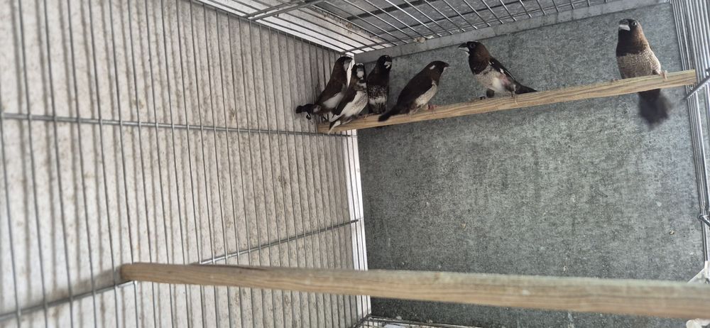 Bengalins  do Japão