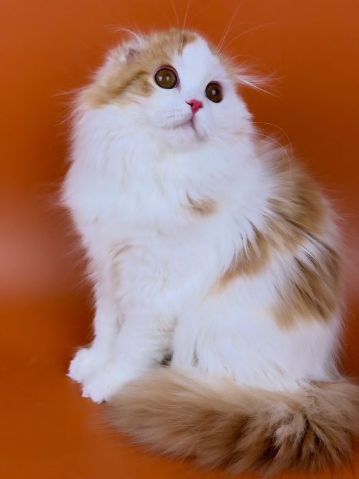 Висловухий гарний хлопчик хайленд.