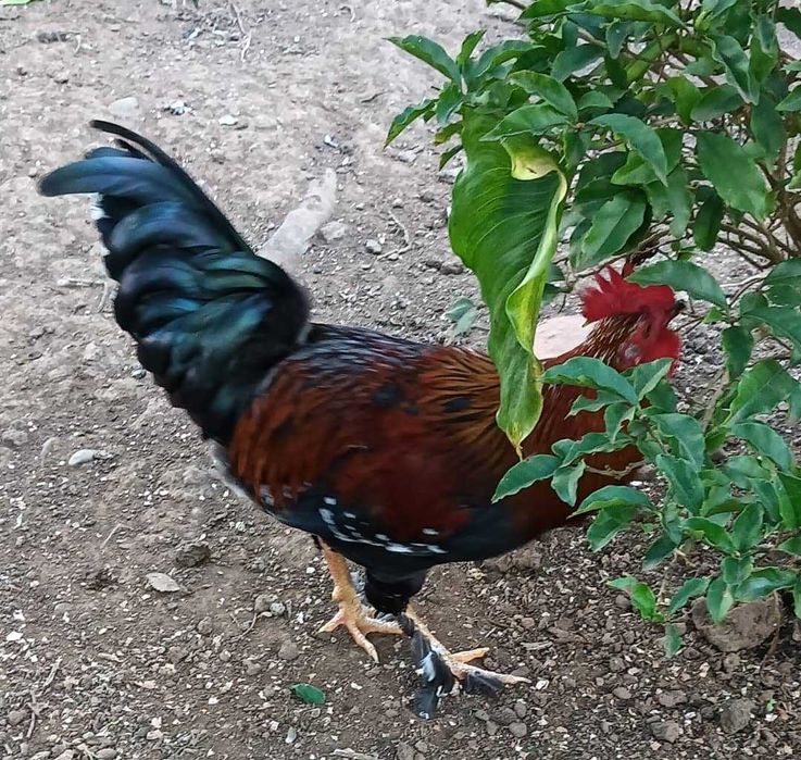 Reprodutores de Qualidade: Galos Fortes e Saudáveis