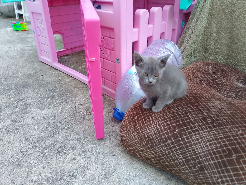 Gatinha azul procura novo dono