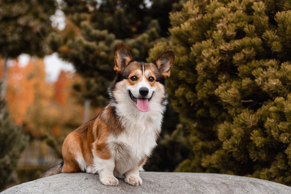 Вязка мальчик корги , окрас соболь