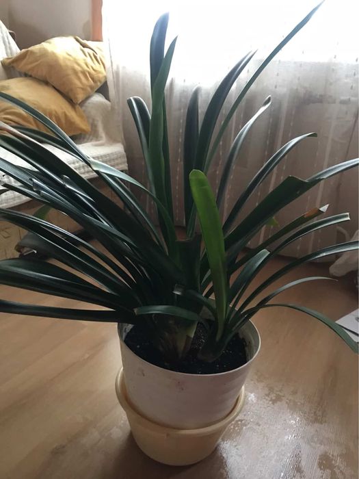 Квіти кімнатні  у горшику