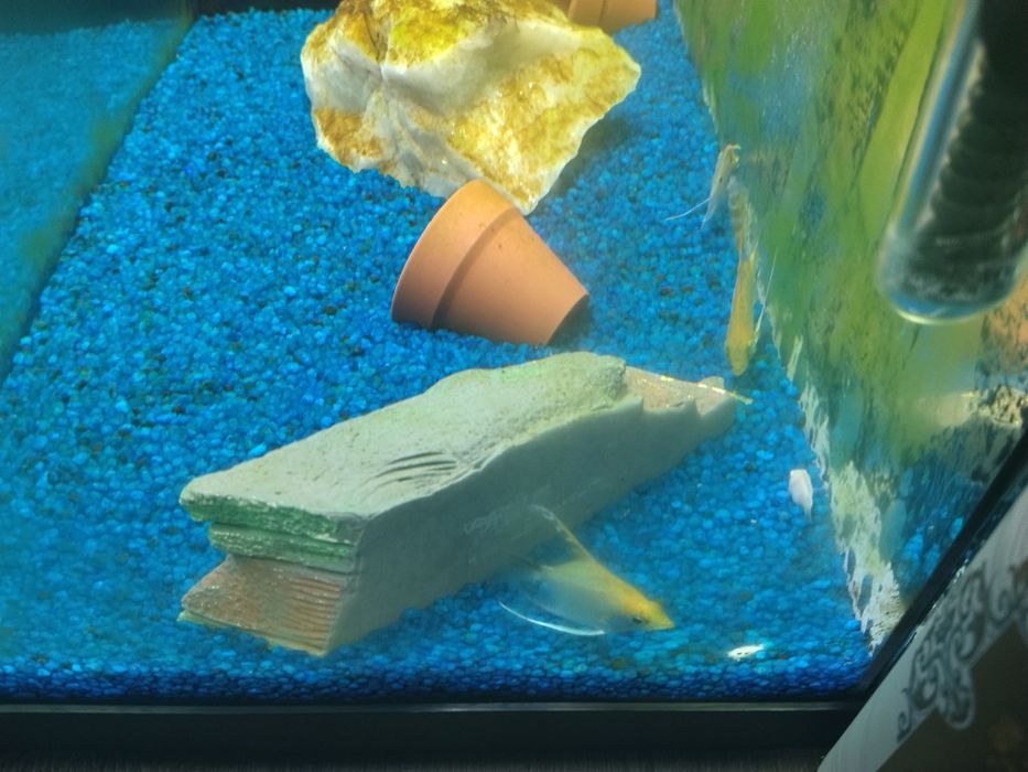 Vários peixes aceito troca