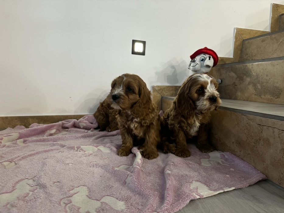 Bardzo ładny piesek cockapoo