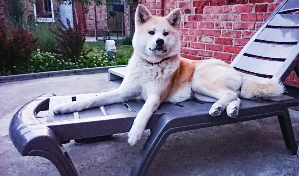 Аkita-inu  ЩЕНКИ. Принимаем бронь на следующий помёт.