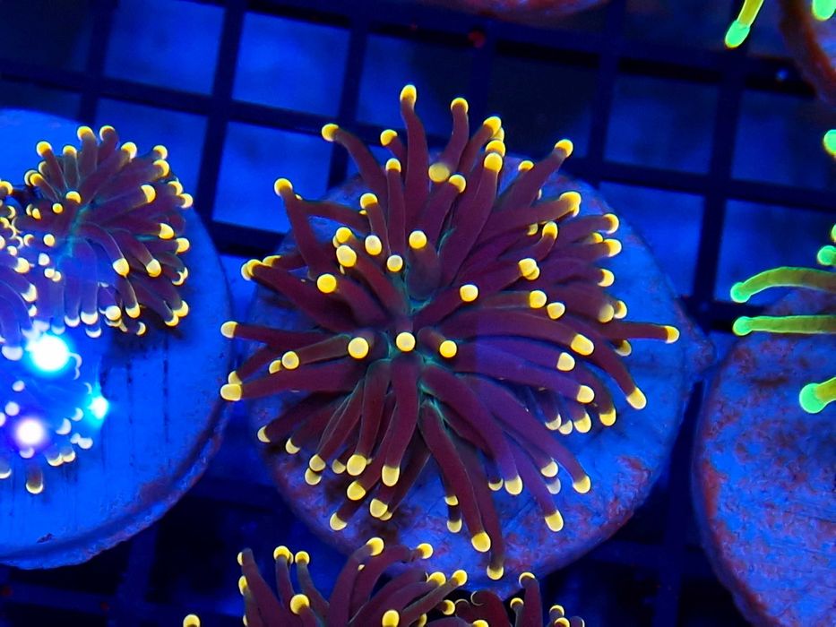 Euphyllia glabrescens Black Torch Green Center Koralowce Akwarystyka