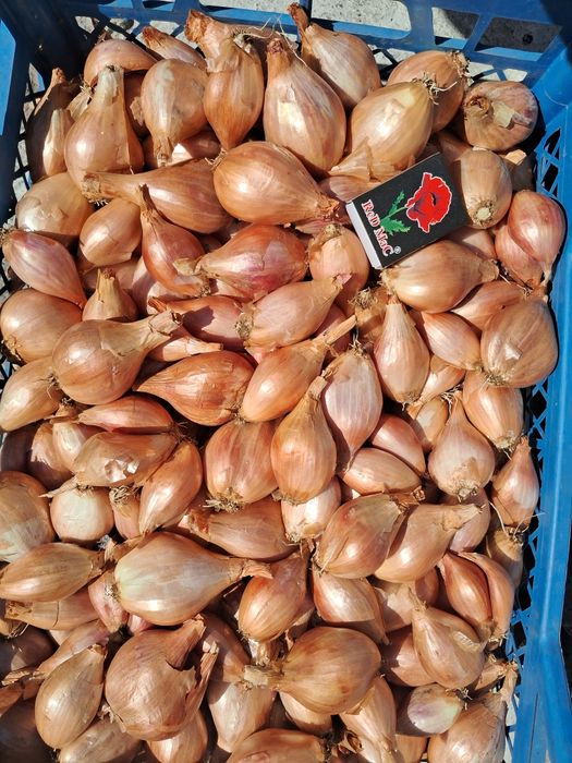 Цибуля корчушка.