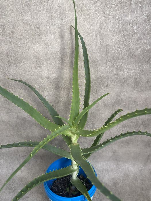 Рослина алое