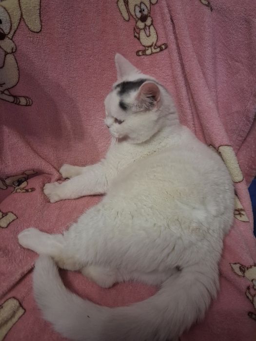 Блакитноока красуня