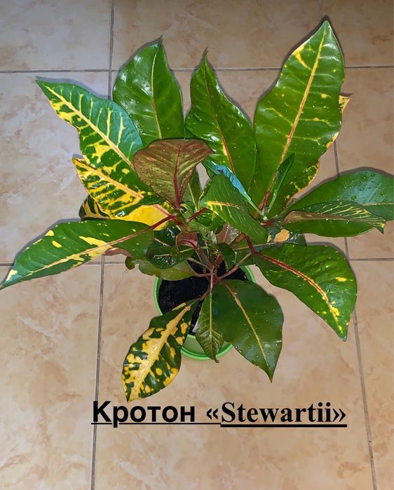 Кротон. Кодієум. Кротон види