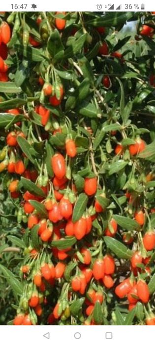 Ягоды годжи саженцы