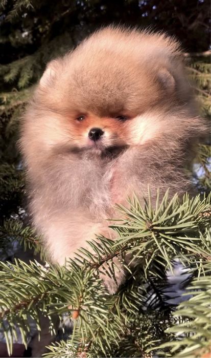 Хлопчик шпіц. КСУ.