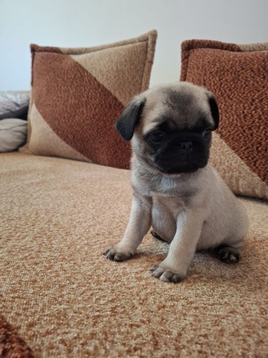 Mops suczka metryczka, wyprawka , czip Gotowe do odbioru