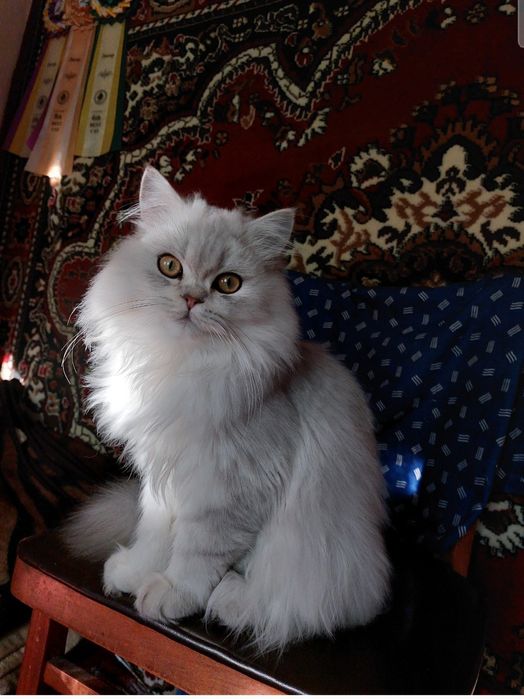 Шотландський хайленд страйт
