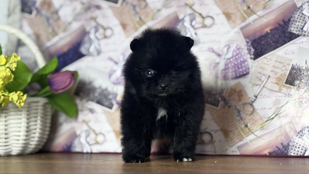 хлопчик шоу класу ти ведмедик