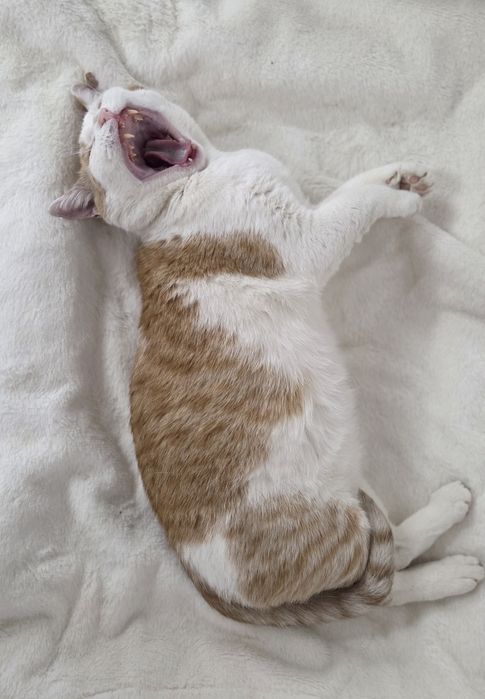 Spokojny kot Wincent do adopcji