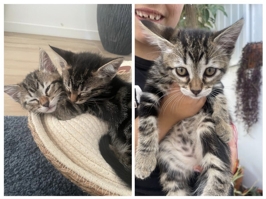 Gatinho para Adoção