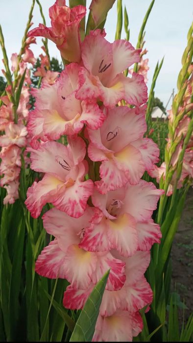 Цибулини гладіолусів