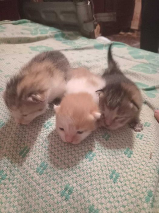 Котята в хорошие руки